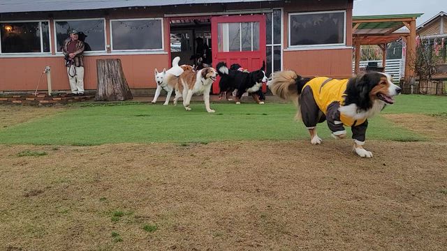 超大型犬の会「DOG」第１回オフ会は、雨、、、でも♪の記事動画
