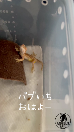 ちーっちゃな心から脱出！の記事動画