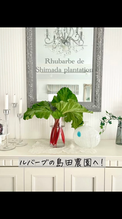 ルバーブ農園はびっくりするほど広大でした！〜島田農園の記事動画