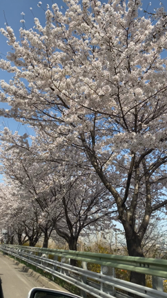 ソウルもいよいよ桜が満開の季節です♪の記事動画
