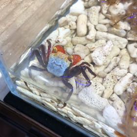カニカニの画像