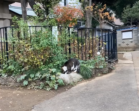 白山神社の猫かな？猫に声をかけられて(笑)の記事動画