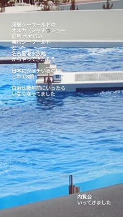 最強開運日に神戸須磨シーワールド市民内覧会への記事動画