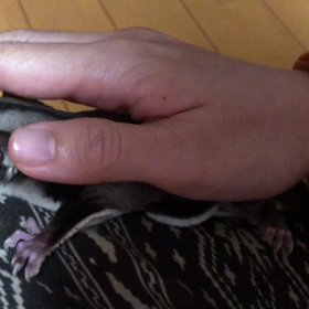 また実家☻レティ51日目♡の画像
