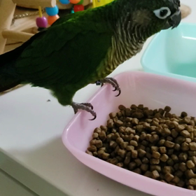 ♪よもちゃん♪の画像