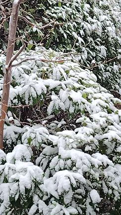 雪だ！の記事動画