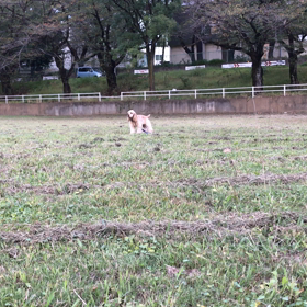 激突犬         呼び戻し成功！の画像
