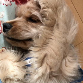 顔を洗う犬    ホントは猫なんじゃないの疑惑の画像