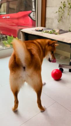 様子写真や動画の記事動画