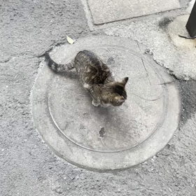 今日はの画像