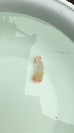 犬伏系最高峰親魚2の記事動画