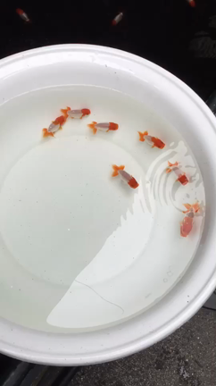 犬伏系　最高峰当歳魚の記事動画