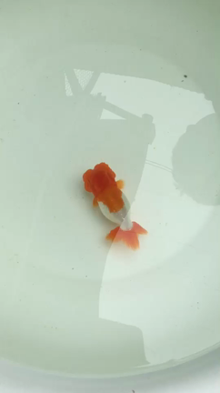 犬伏系最高峰親魚2の記事動画
