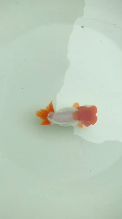 犬伏系最高峰親魚2の記事動画