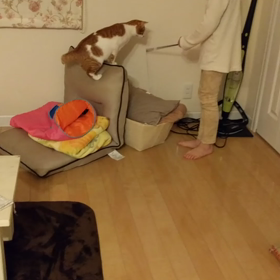 猫のチロちゃん、良くなってよかった〜の画像