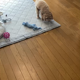 我が家の愛犬はの画像