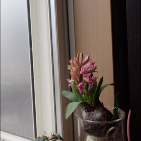 ヒヤシンスの花芽③の画像