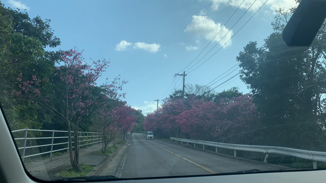 アートフェスティバルと桜の記事動画