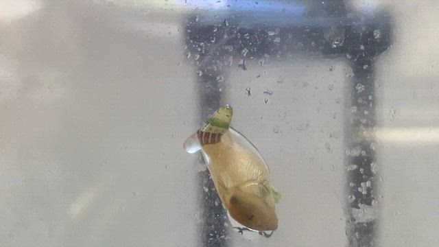 ロイコクロリディウムの記事動画