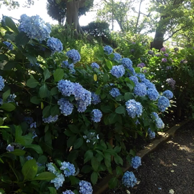 踊る紫陽花の画像