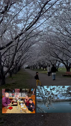田原本の桜の記事動画
