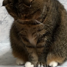 オタク化してますの画像