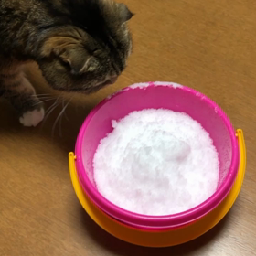 雪で遊ぶ猫の画像