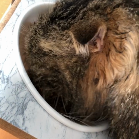 ストレスMAX 爆食い猫の画像