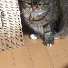 ボール遊び大好き♡の画像