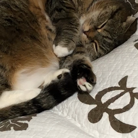 手の震えが止まらない猫の画像