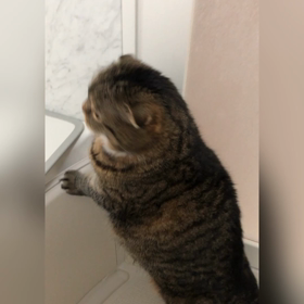 猫シャンプーの画像