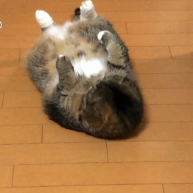 お腹出してすぐにゴロン♡の画像