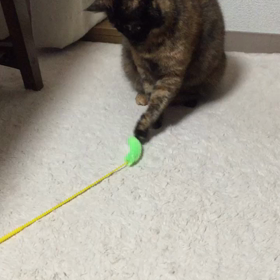 猫じゃらしの画像