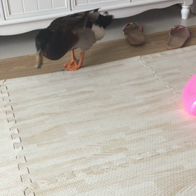 カモのピーちゃん♡の画像