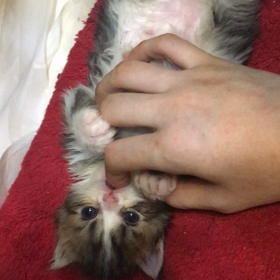 赤ちゃん生後３〜4週間目、成長経過の画像