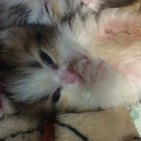 赤ちゃん生後20日の画像