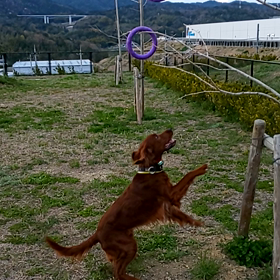 反則技の画像