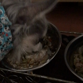 チワワ近況　６月の画像