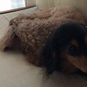 くっつきガールズの画像