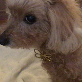 感謝感謝の画像