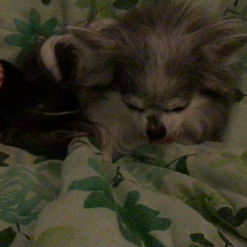 夜チワワの画像