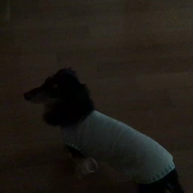 猫なで声の画像