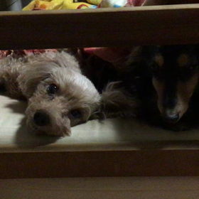 冬季限定仲良しの画像