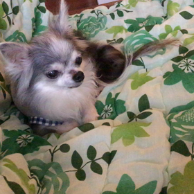 マダムたち テンキューの画像