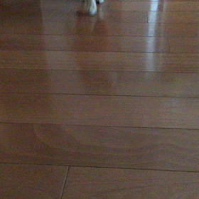 猫なで声？の画像