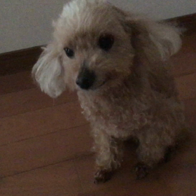 お薬終わりましたの画像