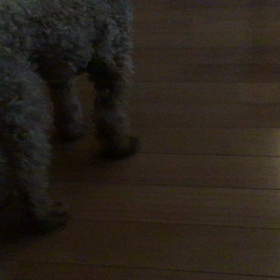 マネするプードルの画像