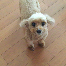 ありがとですの画像