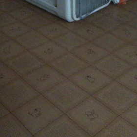 催促する犬の画像