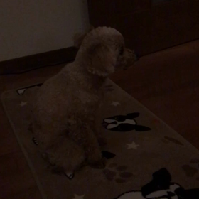 猫をかぶるの画像